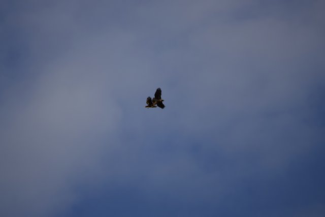 Majestic Birds in Flight at Lake Merced