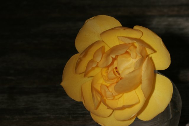 Beautiful Yellow Rose in a Vase