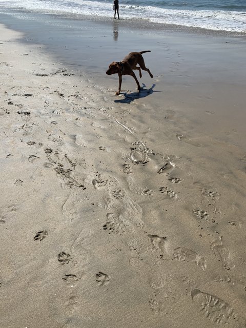 Running Free at Huntington Dog Beach