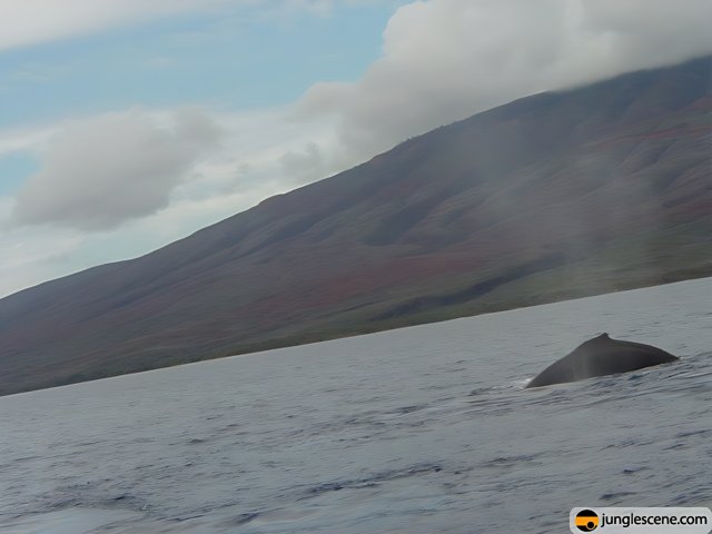 Majestic Humpback Whale Swimming Near Mountain