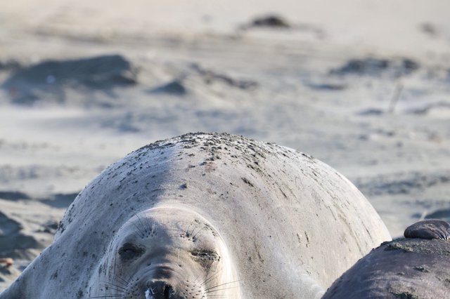 Young Elephant Seal Pup Resting on Drakes Beach