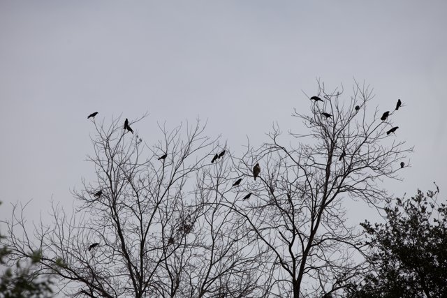 Flock of Blackbirds Perching on Bare Trees