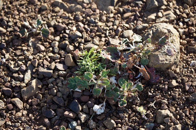 Desert Survivors: Hardy Plants Among Rocky Gravel