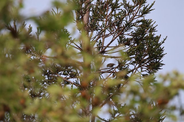 Small Bird Perched Among Conifer Branches