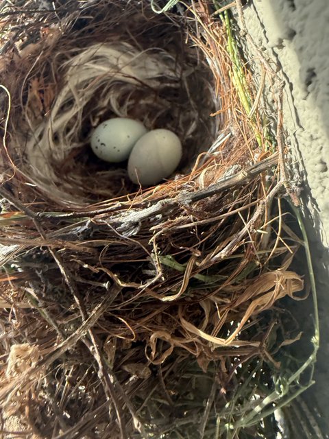 Nestled Beginnings