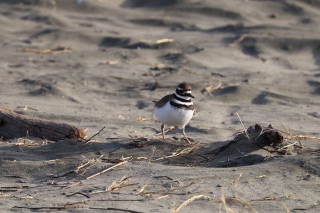 Killdeer Shorebird on Sandy Beach at Dusk