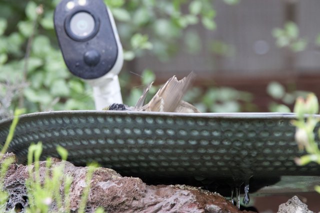 Bird Bathing in Garden Bird Bath with Camera