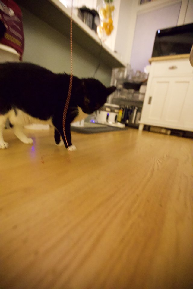 Black Cat Playfully Chasing Rope Toy in Kitchen