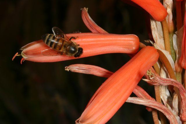 Honey Bee on Red Flower