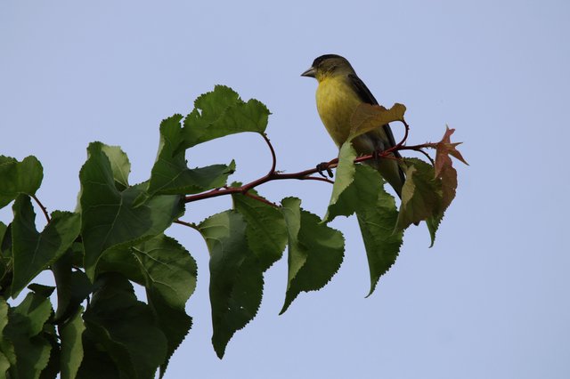 Yellow-Breasted Bird Perched on Mulberry Branch