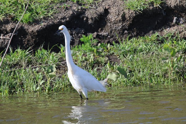 Snowy Egret Wading in Shallow Wetland Waters