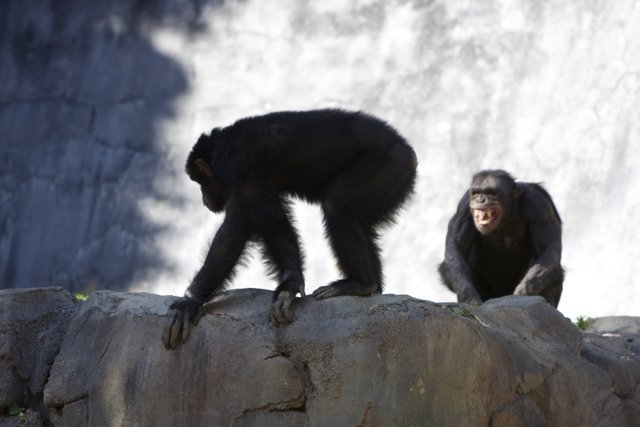 Chimps on the Rocks