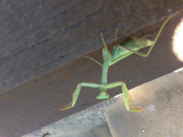 Praying Mantis on Wooden Surface