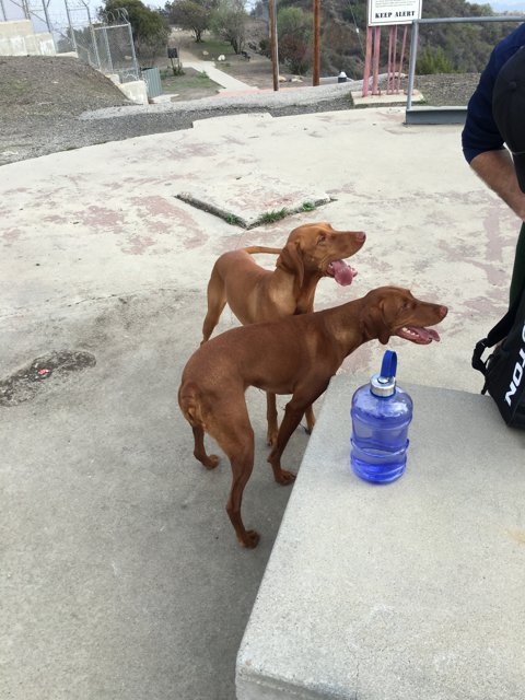 Two Canine Companions on a Walk