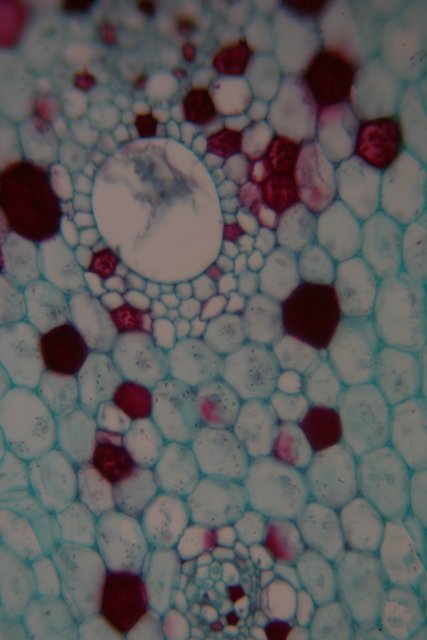 Close-Up of a Plant Cell with Red and White Dots