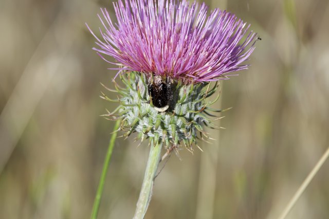 Bumblebee Foraging on Purple Thistle Bloom