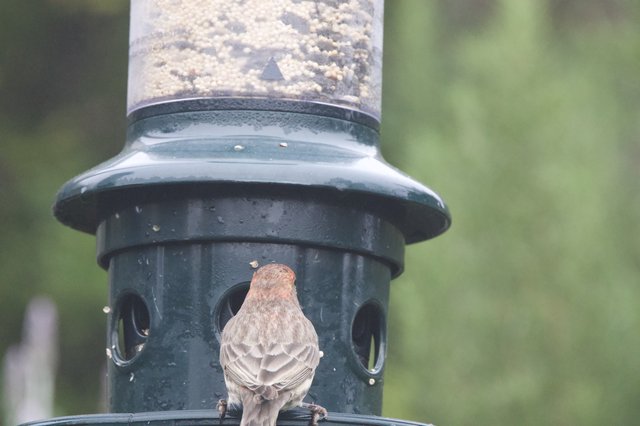 House Finch Perched at Backyard Bird Feeder