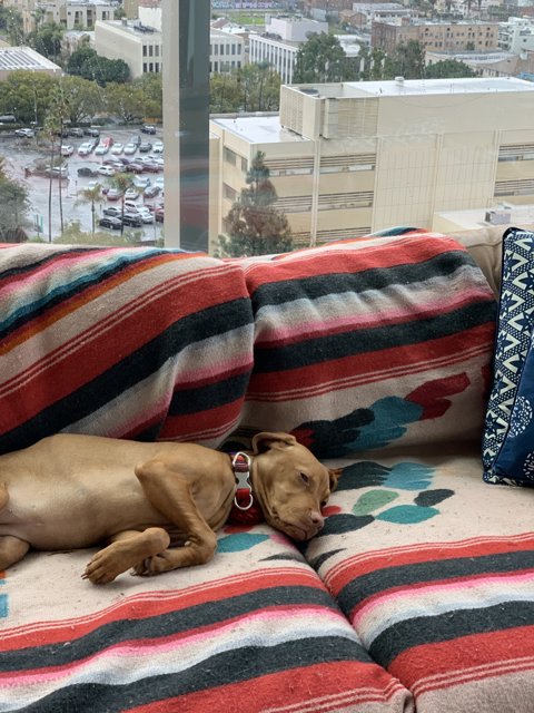 Cozy Pooch on a Comfy Couch