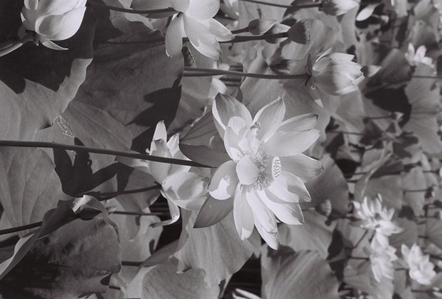 Lotus Flowers in Black and White