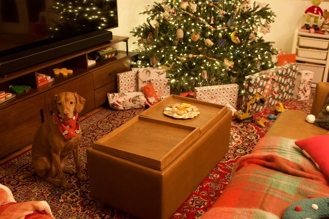 Christmas Morning with a Patient Pup