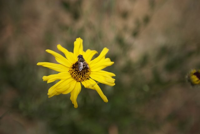 Busy Bee on a Yellow Daisy
