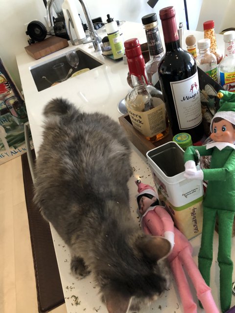 Cat and Elves