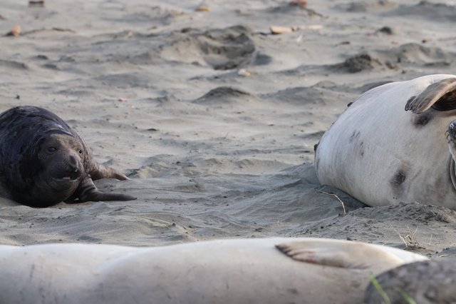 Elephant Seal Pups Resting on Drakes Beach
