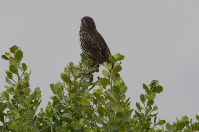 Perched in Serenity