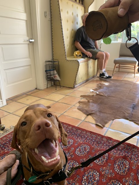 Smiling Vizsla and His Favorite Chair
