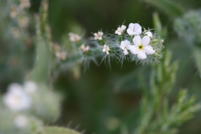 Delicate Geranium Blossom