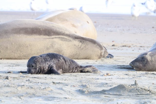 Northern Elephant Seal Pup Resting on Sandy Beach
