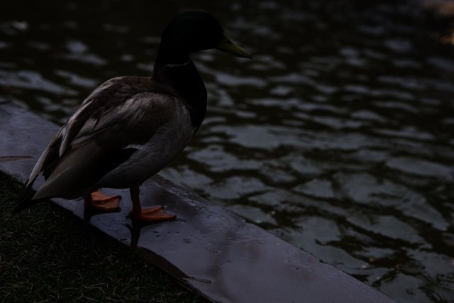 Teal Duck Posing Near Pond Ledge