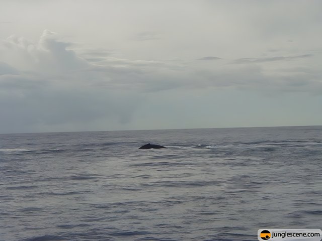 Majestic Whale Swims Near Boat