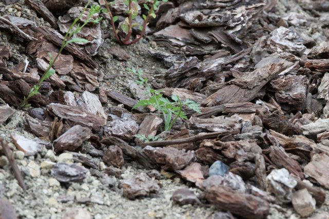 Nature's Resilience