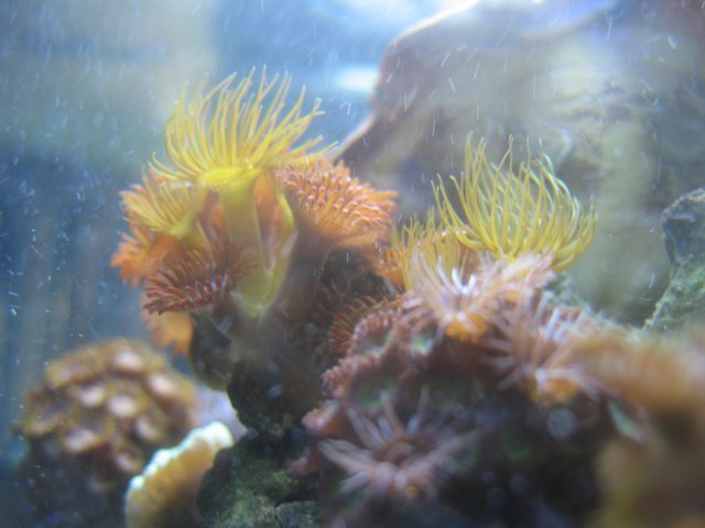 Underwater Realm of Anemones