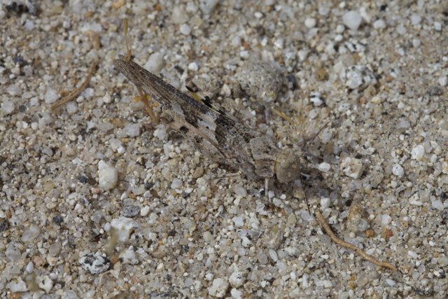 Tiny Cricket Insect on Sandy Terrain