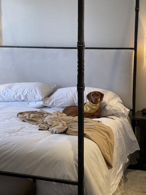 Canine Comfort in a Santa Fe Canopy Bed