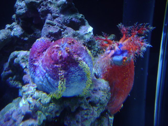 Vibrant Sea Anemones in Aquarium