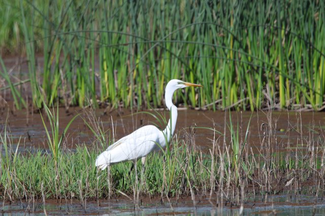 Great Egret Hunting in Wetland Marsh