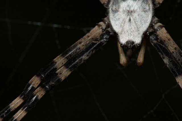 Garden Spider with Black and White Head
