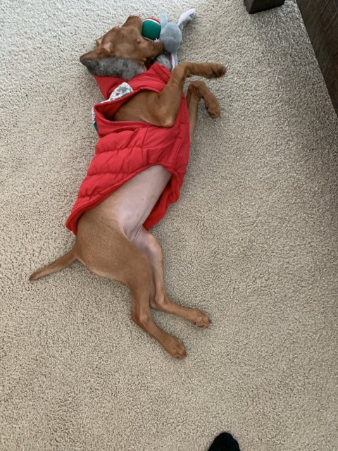 Resting Pooch in Red