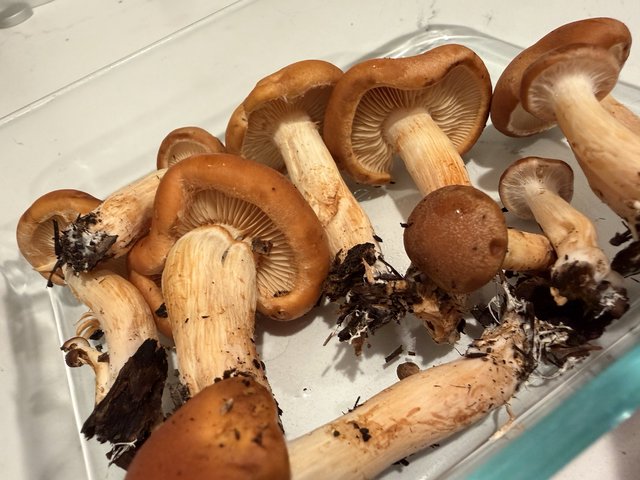 Fresh Wild Mushrooms Ready for Cleaning and Cooking