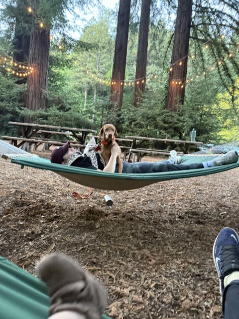 Hammock Bliss in the Redwoods