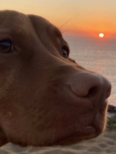 Puppy's Perfect Sunset View