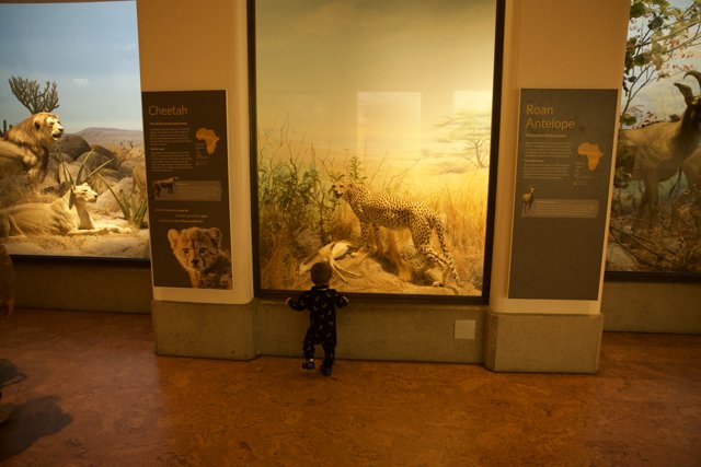Wesley's Fascination - A World of Wildlife Indoors