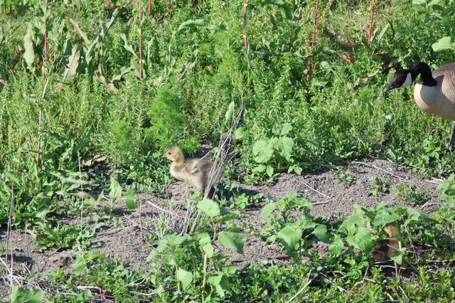 Canada Goose Gosling Foraging in Wetland Garden