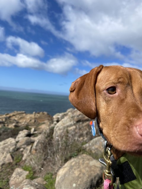 Rocky Adventure with a Stylistic Pooch