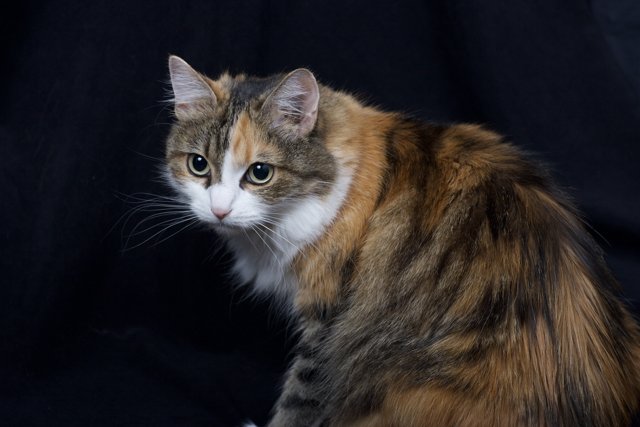 Regal Calico Cat