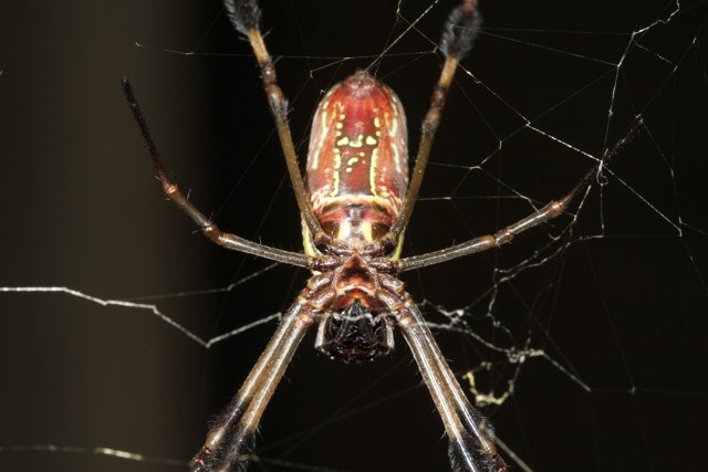 Garden Spider with Red and Black Markings