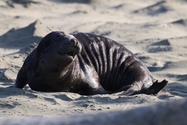 Emaciated Elephant Seal Pup on Drakes Beach